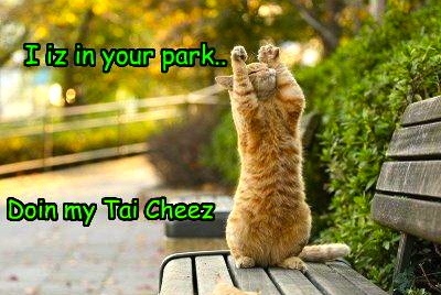Cat doing Tai Chi